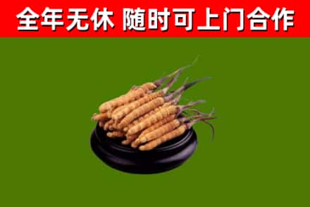 巴里坤烟酒回收冬虫夏草.jpg