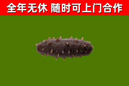 巴里坤烟酒回收干海参.jpg
